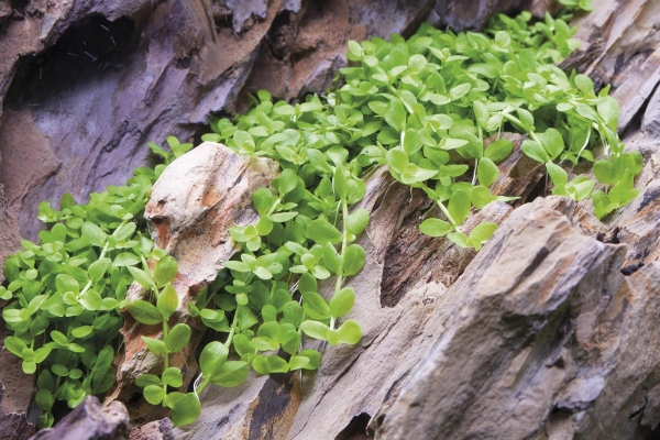 Micranthemum Monte-Carlo 1-2-Grow!