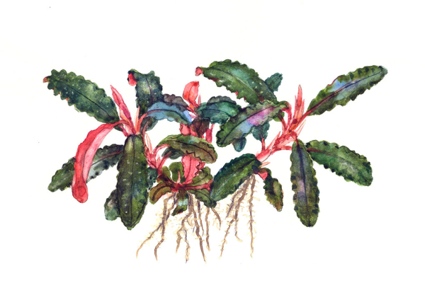 Bucephalandra Kedagang 1-2 Grow