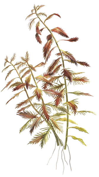 Proserpinaca palustris &quot;Cuba&quot; 1-2- Grow!